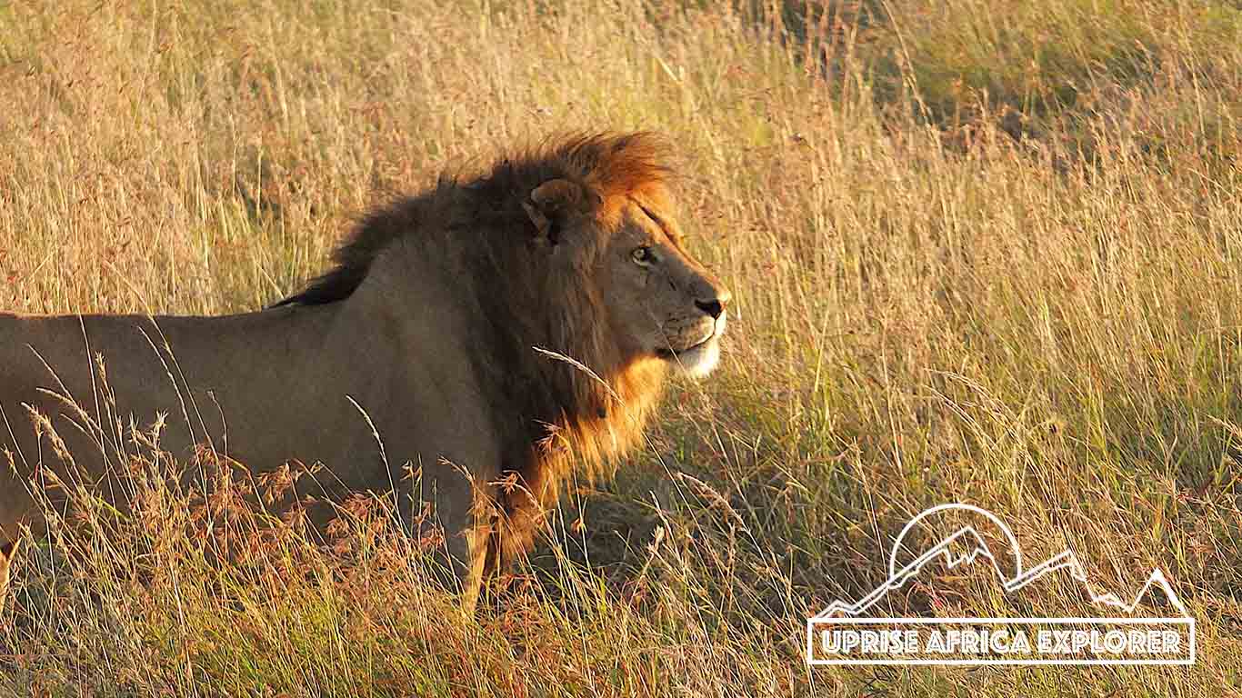 Tanzania Safari