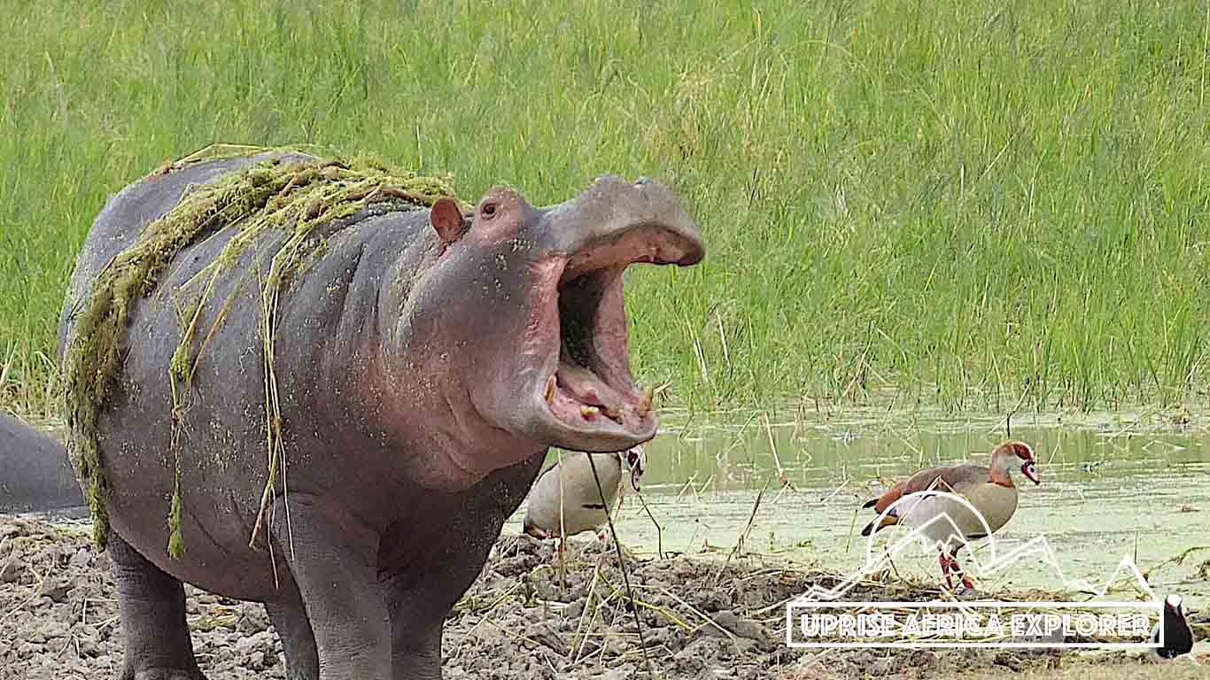 Tarangire National Park, Lake Manyara, Serengeti National Park, Ngonogoro Crater 5 days Safari