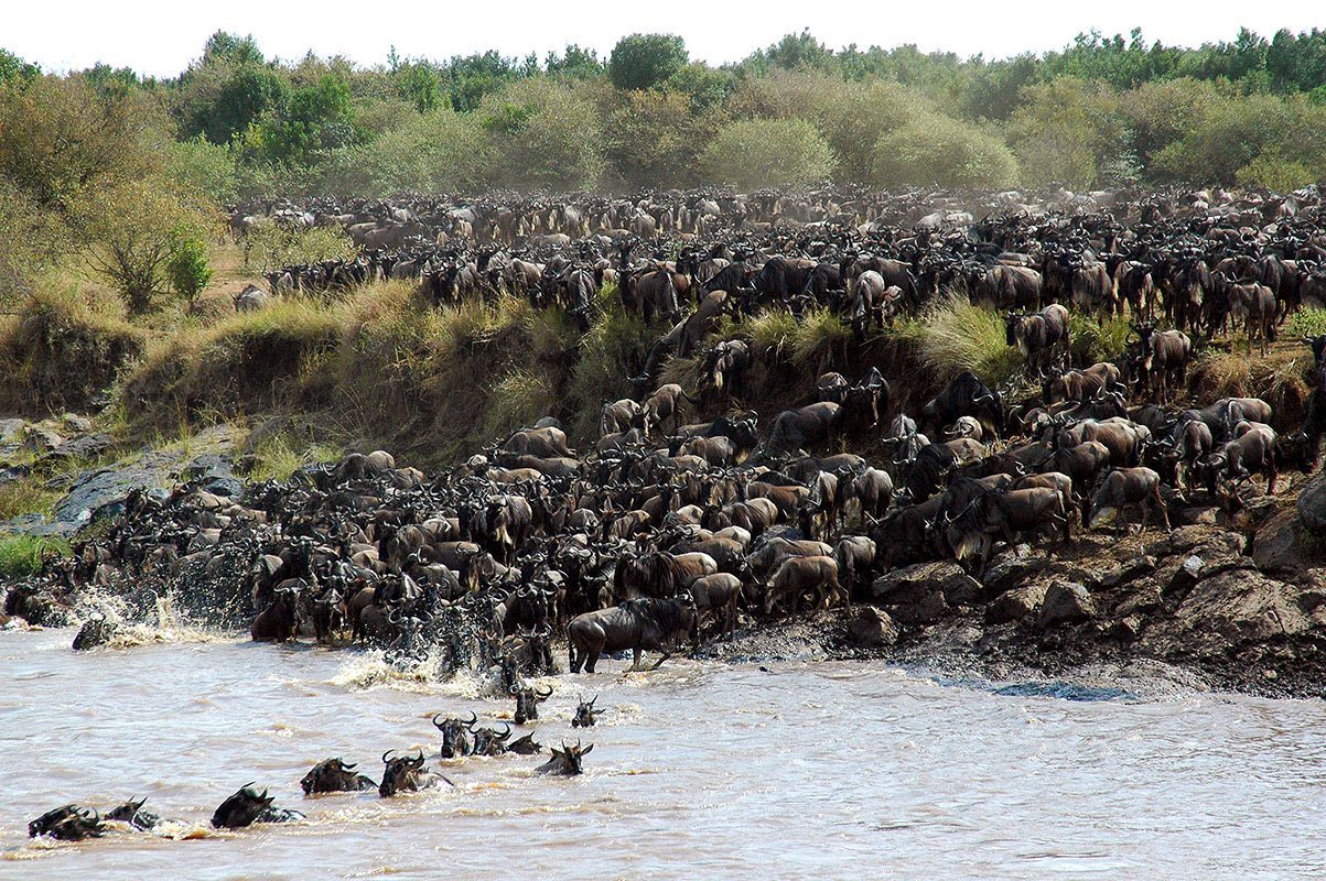 10 days great wildebeest Mara river crossing Serengeti migration