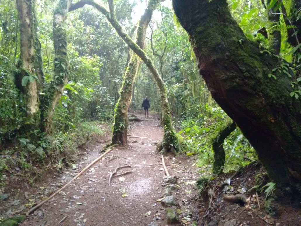 2 days  Hike Marangu Kilimanjaro Route