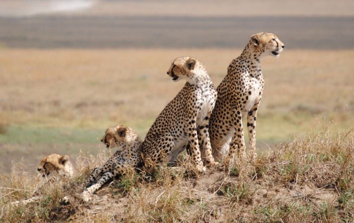 5 Day Ndutu Calving season Serengeti Migration Tanzania Safari