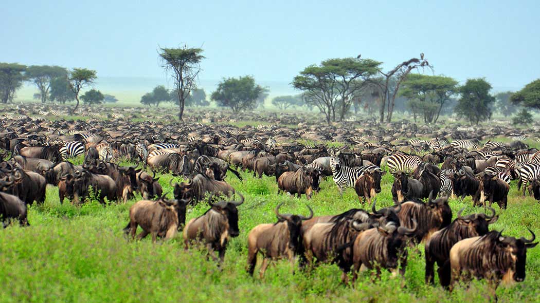 7 Day Western corridor Wildebeest Migration Safari