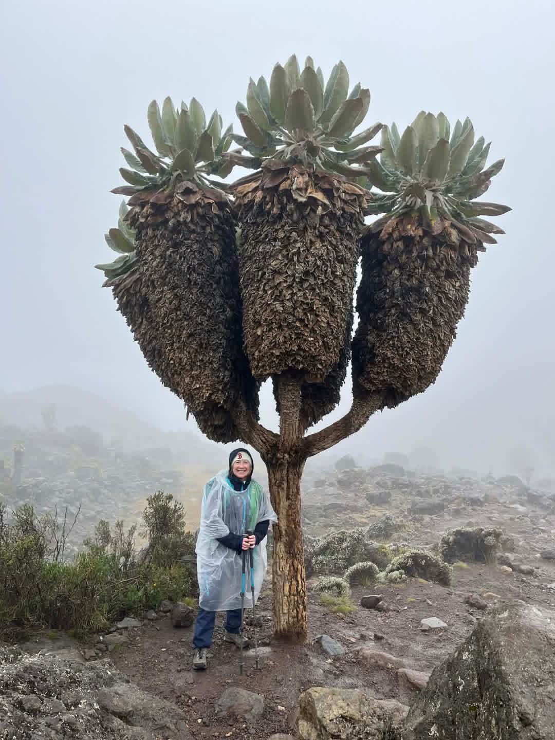 Best Time to Climb Mount Kilimanjaro: Weather, Seasons & Tips | Uprise Africa Tours.