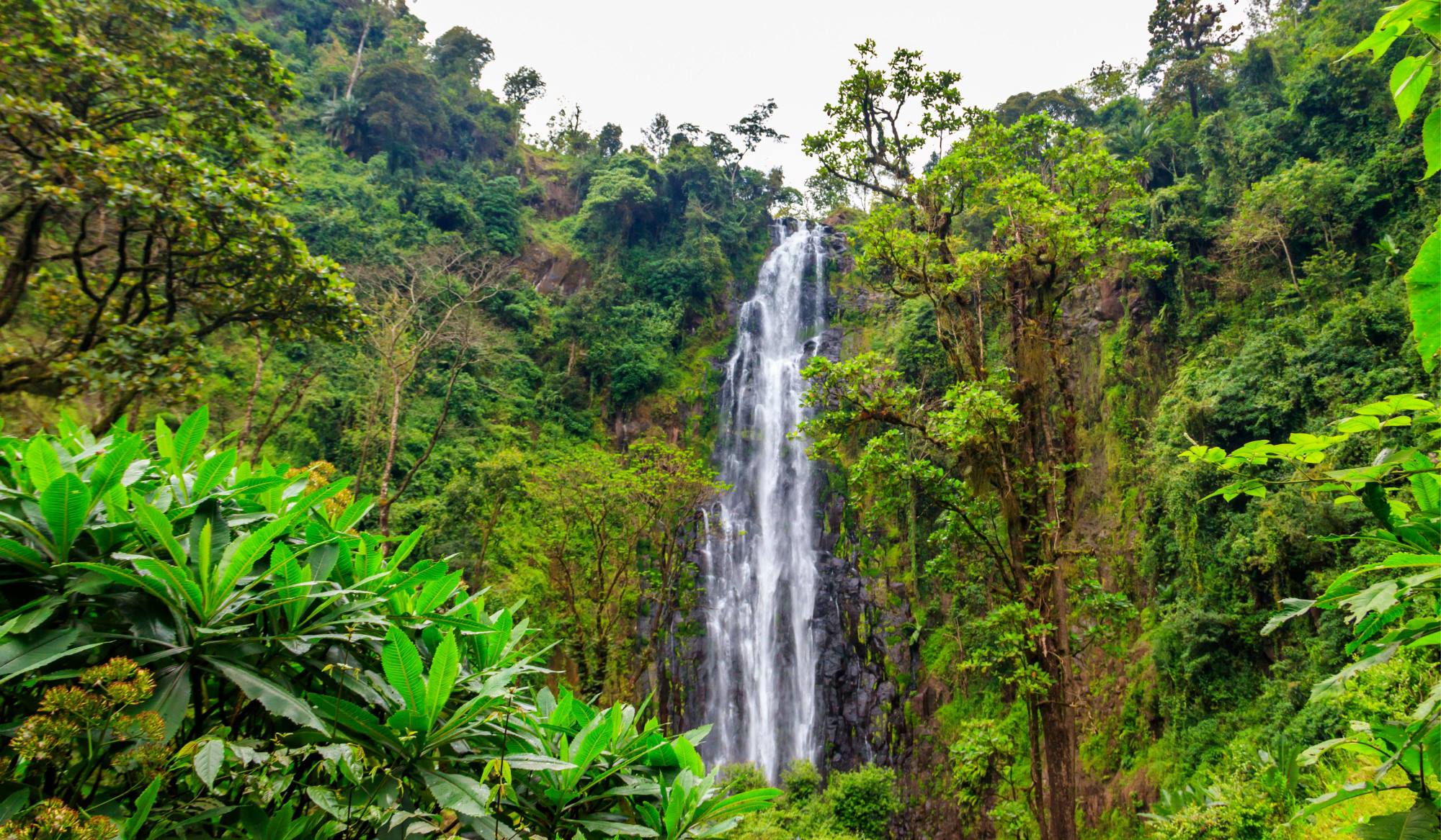 FREE Materuni Waterfalls & Coffee Tour When You Book Your Kilimanjaro Climb
