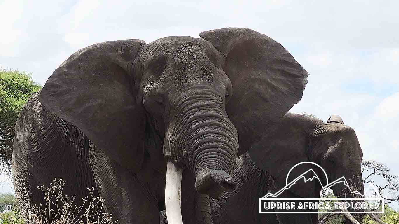 Lake Manyara, Ngorongoro Crater,Tarangire National Park 3 days Safari