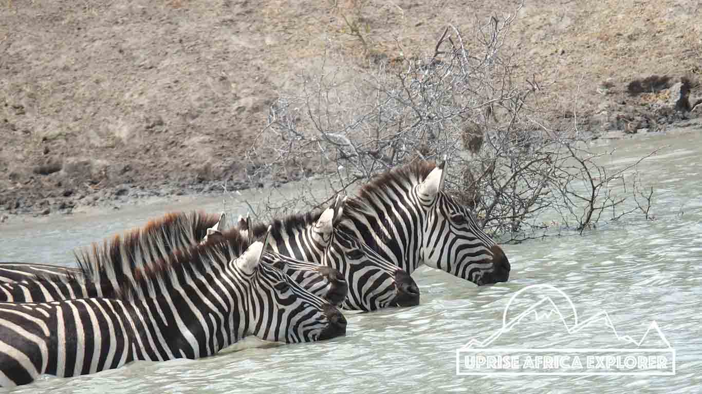 Lake Manyara,Ngorongoro Crater,Optional Excursion,Taranige National Park 4 days Safari