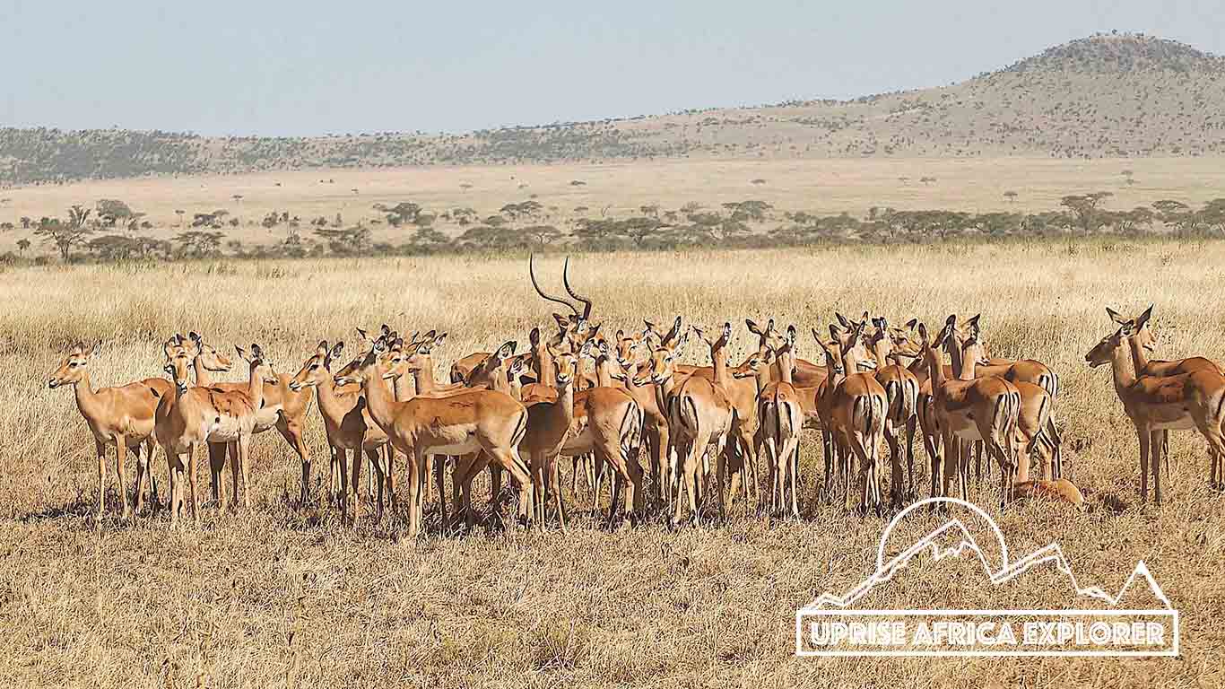 Tarangire or Lake Manyara, Ngorongoro Crater 2 days safari