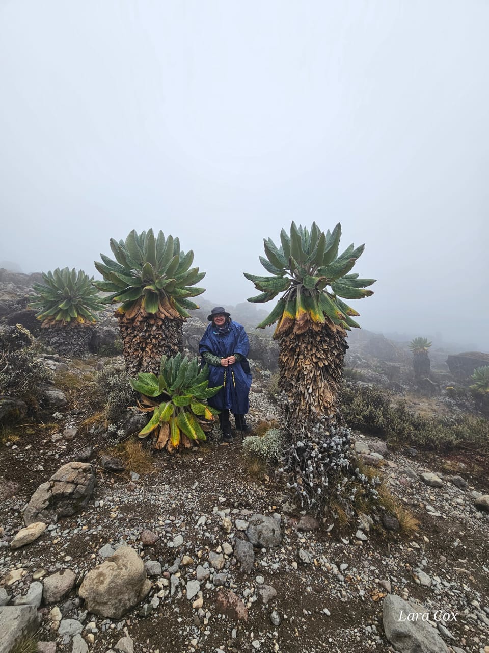 Training for Kilimanjaro: Why Overtraining Before the Climb Causes Knee Injuries