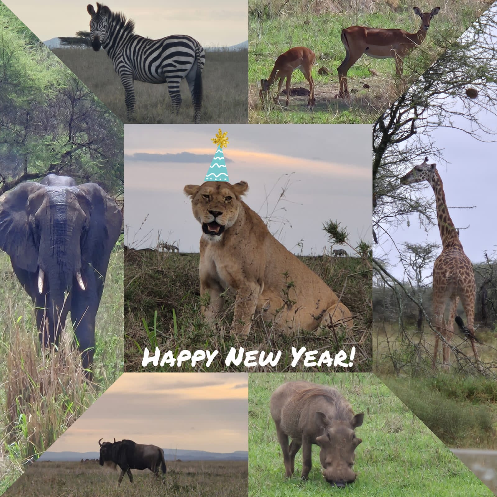 Uprise Africa Tours: Your Ultimate Kilimanjaro Adventure in 2026.